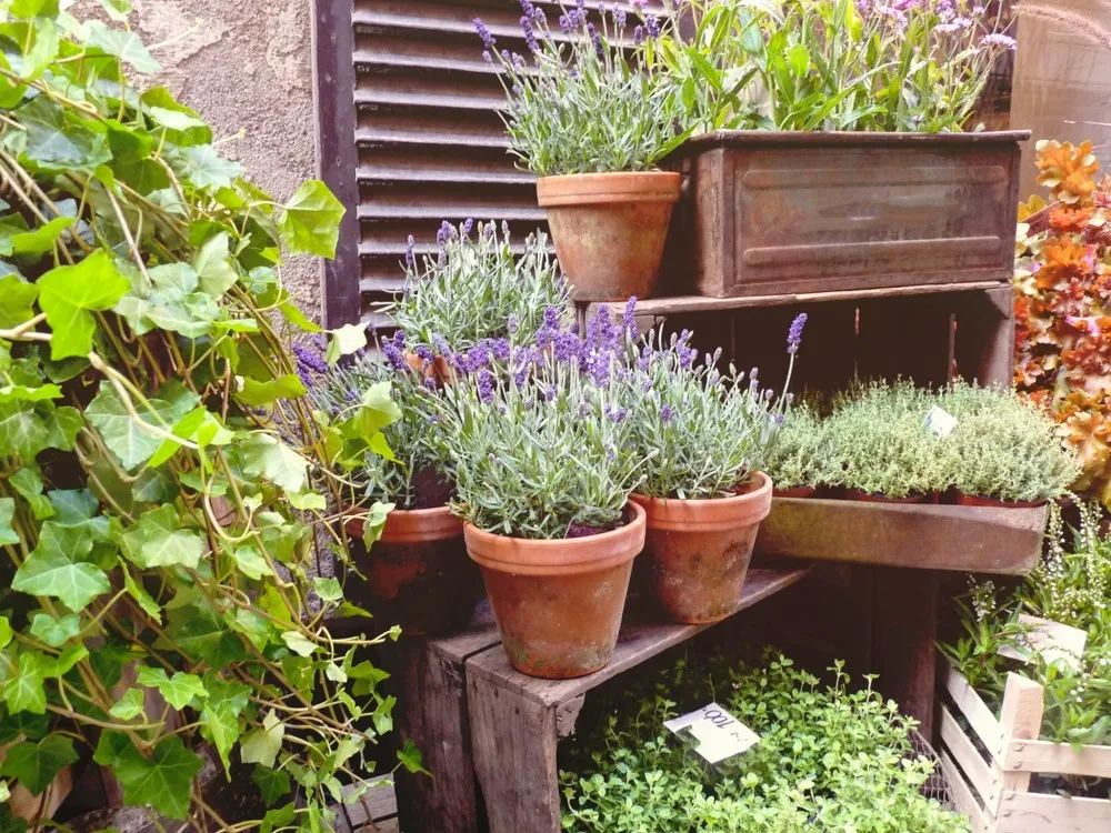 Potted Herbs
