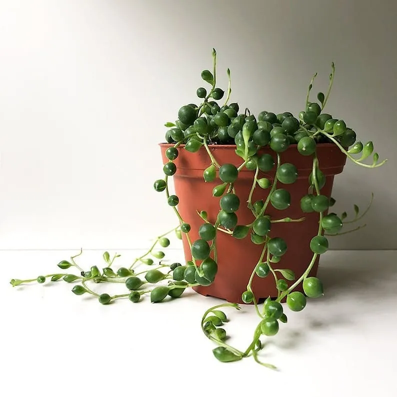 String of Pearls Plant: A Unique Touch of Nature

