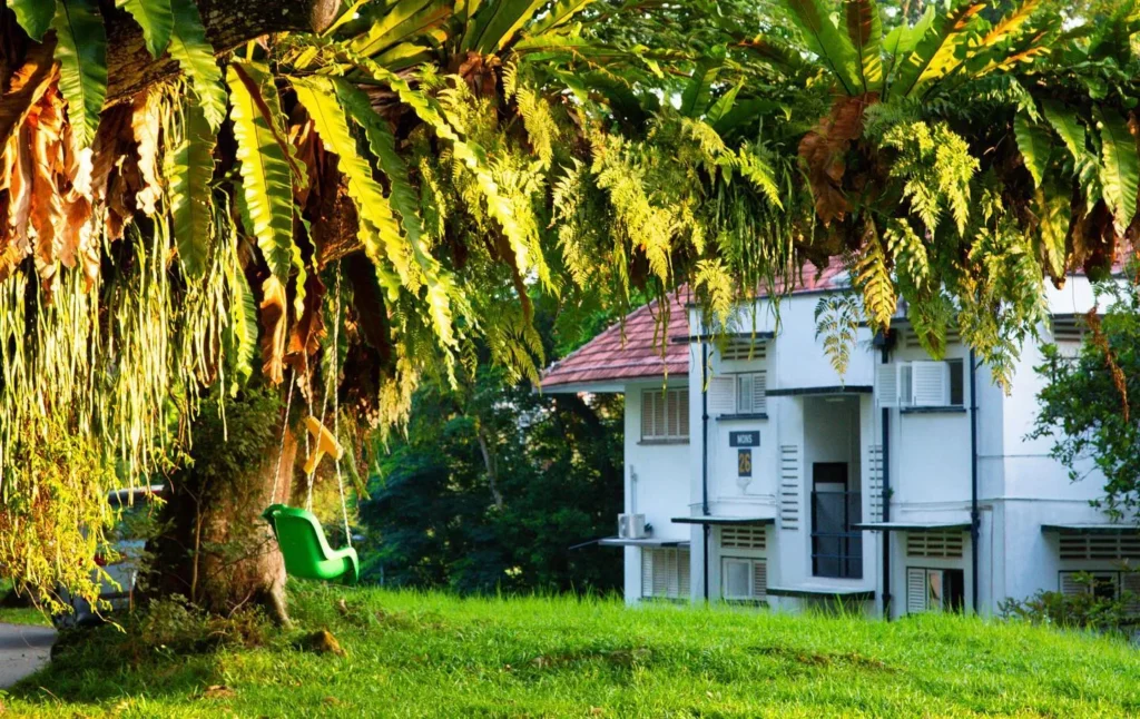 Plant Lush Greenery Cottage
