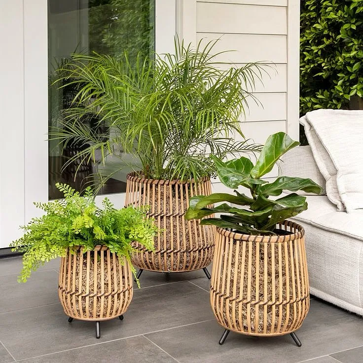 Indoor Plants for a Natural Touch