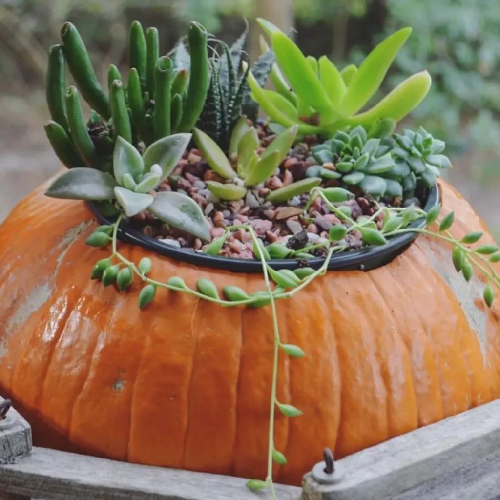 Pumpkin Succulent Planter
