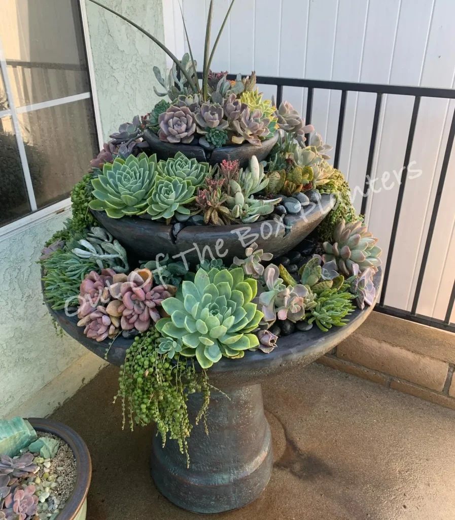 Succulent Planters

