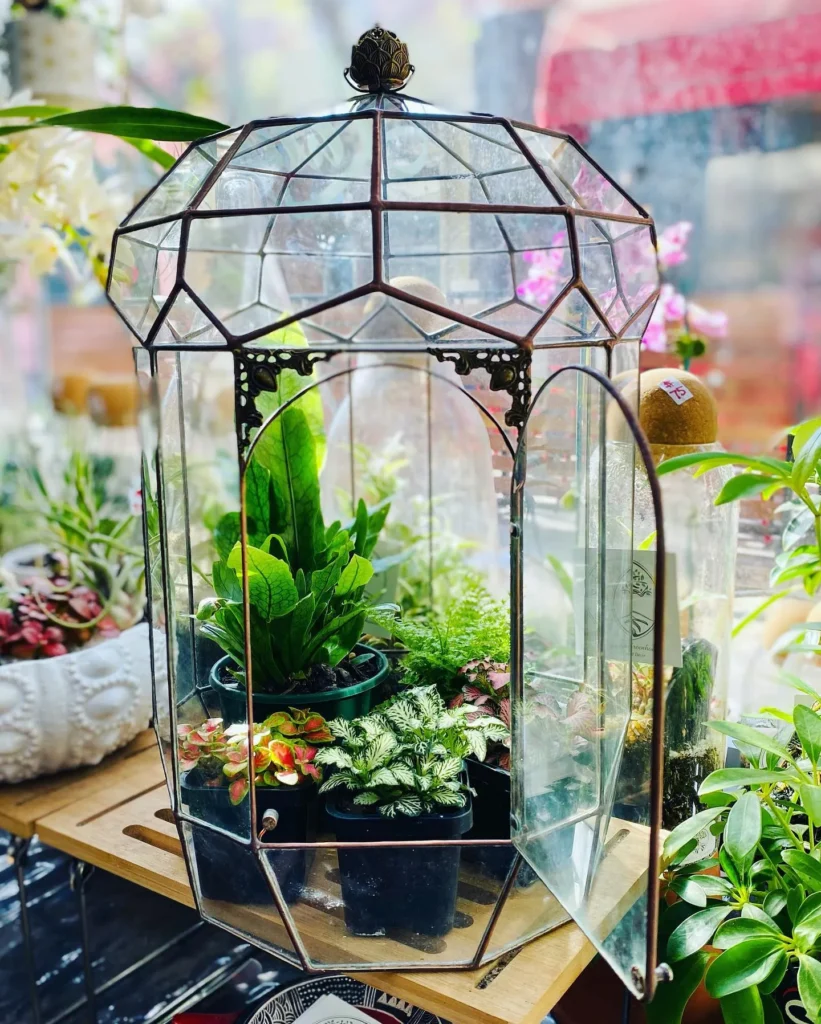 Geometric Terrariums
